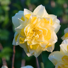 8244441_narcissus_sweet_pomponette_02