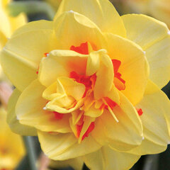 8244002_narcissus_tahiti_01