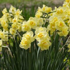 9233139_narcissus_yellow_cheerfulness_01