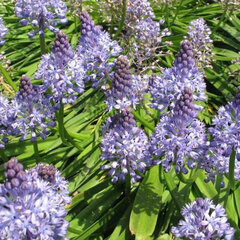 9222293_scilla_amethystina_01