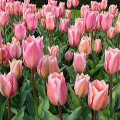 8244433_tulipa_albert_heijn_02