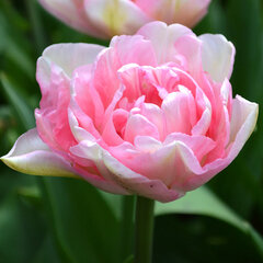 8244448_tulipa_angelique_02