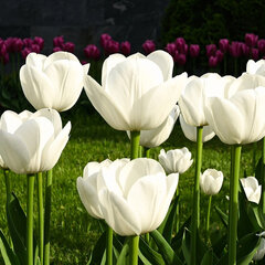 8244434_tulipa_antarctica_03