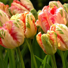 9234043_tulipa_apricot_parrot_01