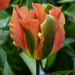8244449_tulipa_artist_02
