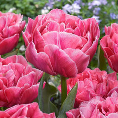 8243680_tulipa_aveyron_03