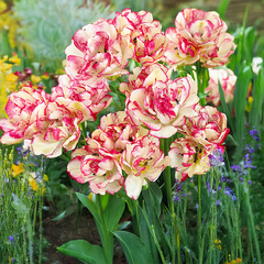 8254801_tulipa_belicia_5ks_v_baleni-_tulipan_02