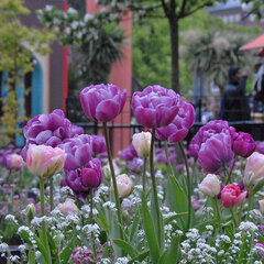 8244003_tulipa_blue_diamond_02