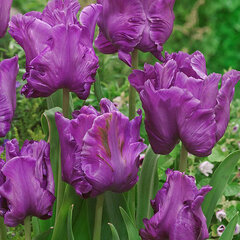 9233186_tulipa_blue_parrot_01