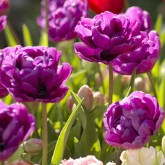 8244411_tulipa_blue_wow_5ks_v_baleni_02