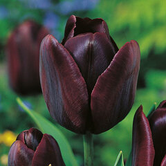 8244004_tulipa_cafe_noir_02