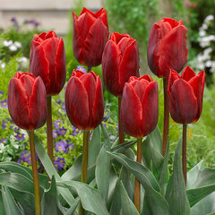 9223674_tulipa_couleur_cardinal_01