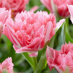 8244412_tulipa_crispion_sweet_01