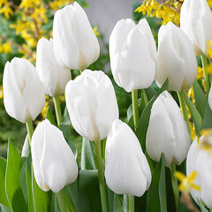 8244413_tulipa_darwisnow_02