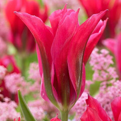 8244049_tulipa_doll_s_minuet_03