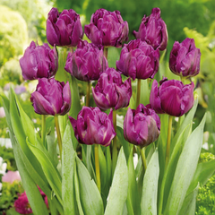 9254816_tulipa_double_negrita_01