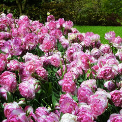 9234006_tulipa_double_touch_01