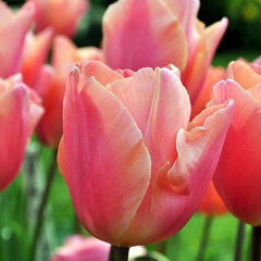 8244053_tulipa_dragon_king_02