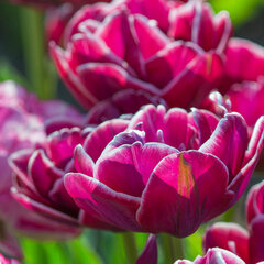 10213189_tulipa_dream_touch_01