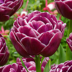 10213189_tulipa_dream_touch_04