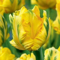 8244416_tulipa_eagle_wings_5ks_v_baleni-_tulipan_02
