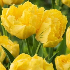 8244030_tulipa_exotic_sun_02