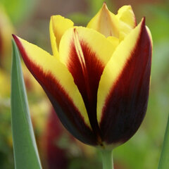8244438_tulipa_gavota_02