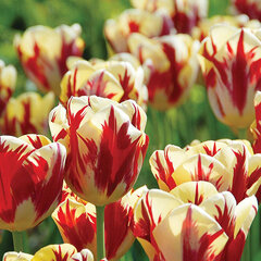 8244418_tulipa_grand_perfection_03