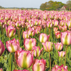 8243123_tulipa_greenland_01