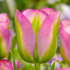 8243123_tulipa_greenland_04