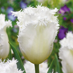 8243192_tulipa_honeymoon_03