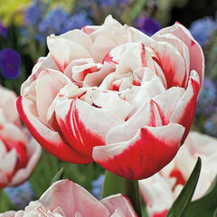 8244031_tulipa_horizon_02