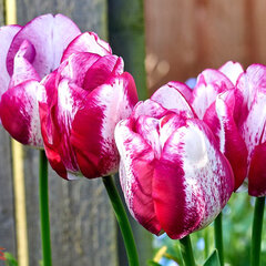 09202288_tulipa_hotpants_01