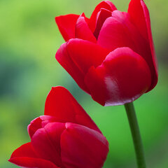 9234032_tulipa_ile_de_france_01