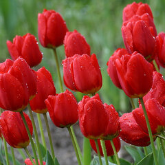9234032_tulipa_ile_de_france_02