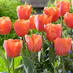 8244033_tulipa_jimmy_03