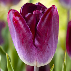 2244007_tulipa_kansas_proud_01