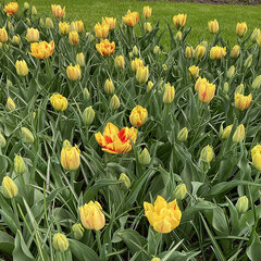 9223675_tulipa_monsella_01