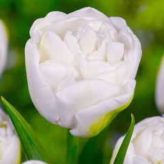 9223682_tulipa_mount_tacoma_01
