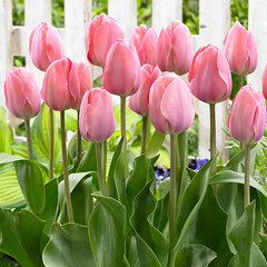 9234009_tulipa_mystic_van_ejk_01