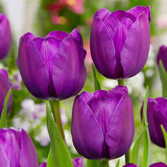 8243676_tulipa_negrita_02