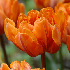 9222290_tulipa_orange_princess_03