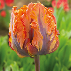 9254815_tulipa_orange_rococo_03