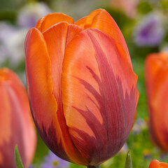 8243677_tulipa_prinses_irene_02