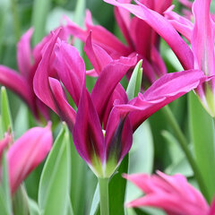 8244422_tulipa_purple_doll_03