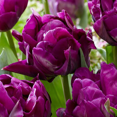 9234008_tulipa_purple_peony_01
