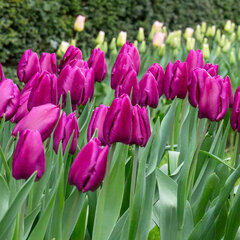 8244423_tulipa_purple_prince_03
