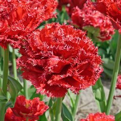 9223195_tulipa_qatar_01