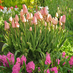 9254817_tulipa_salmon_impression_01