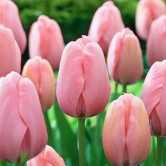 9254817_tulipa_salmon_impression_02